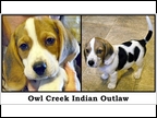 Owl Creek Indian Outlaw 1